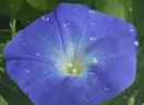 Morning glory