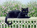 black cat