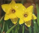 Narcissus
