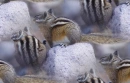 striped squirrels