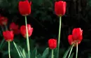 red tulips