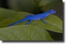 blue anolis