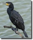 black cormoran