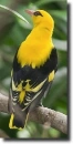yellow thrush