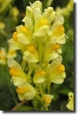 yellow Antirrhinum