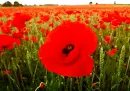red poppy