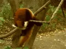 Red panda