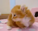 orange kitty