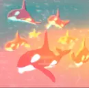 orange orcas