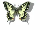 butterfly