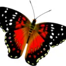 butterfly