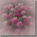 Knautia in the rain