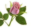 pink rosa