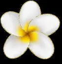 Plumeria