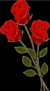 red rosas