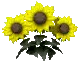 yellow flower