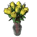 yellow rosas