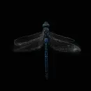 blue dragonfly