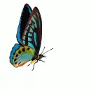 blue butterfly