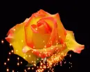 orange rosa