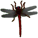 red dragonfly