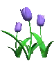 purple tulips