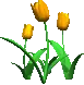 orange tulips