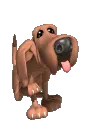 dog scratching