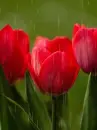 red tulips in the rain