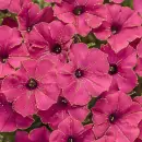 Red petunias