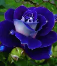 blue rosa