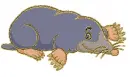 Mole