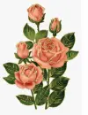 peach roses