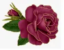 burgundy rosa