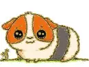 hamster