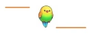parrot