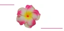 plumeria
