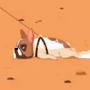 lazy dog