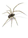 mowing spider