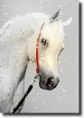 white arabian horse