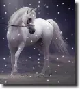 white arabian horse