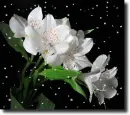 white alstroemerias