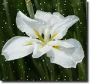 white iris