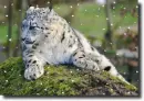 snowleopard