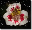 alstroemeria