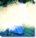 blue butterfly
