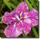 purple iris