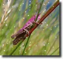 purple grasshopper