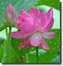 pink lotus flower