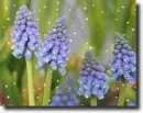 muscari